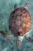 Turtle - iPhone